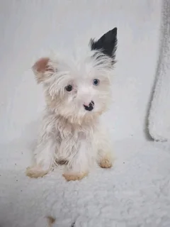 Blue diamond Blueberry female yorkie