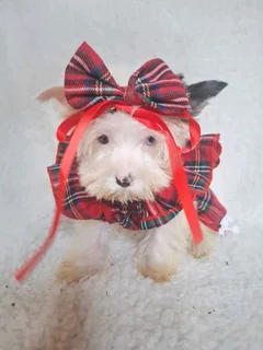 Blue diamond Blueberry female yorkie