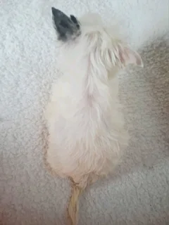 Blue diamond Blueberry female yorkie