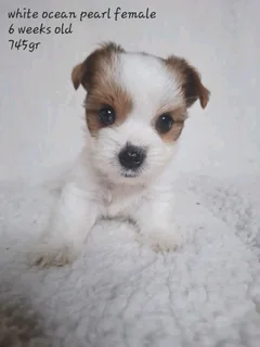 White ocean pearl female yorkie