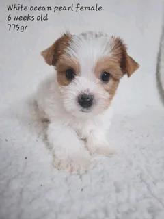 White ocean pearl female yorkie #3