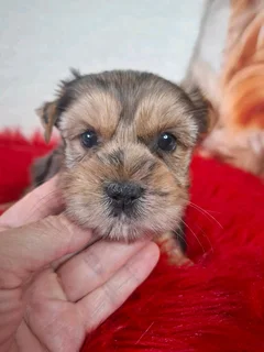 Blue merle female yorkie