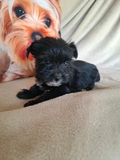 Black male yorkie