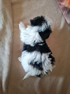 Biewer female yorkie