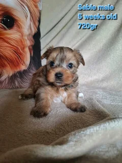 Sable male yorkie (available booking)