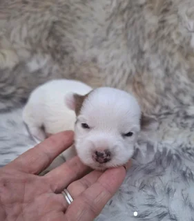 Blueberry male yorkie (available booking)