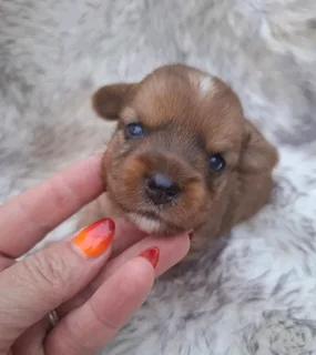 Sable male yorkie #4 (Booking available)