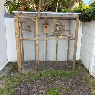 Bird Aviary with 2 pineapple conures and 2 cockatiels