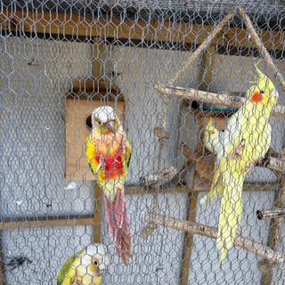Bird Aviary with 2 pineapple conures and 2 cockatiels