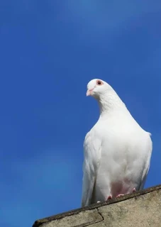 White Doves