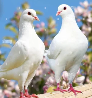 White Doves