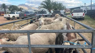 Sheep Merino for sale