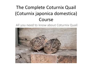 The Complete Coturnix Quail Course