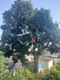 Action Tree Felling Services