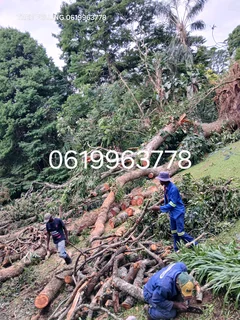 ACTION TREE FELLING SERVICES
