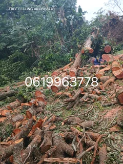 ACTION TREE FELLING SERVICES