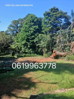 ACTION TREE FELLING SERVICES