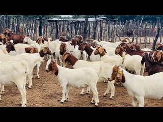 Boer goats for sale