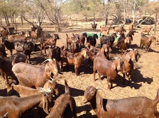 Kalahari goats
