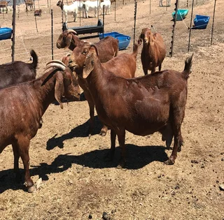 Kalahari goats