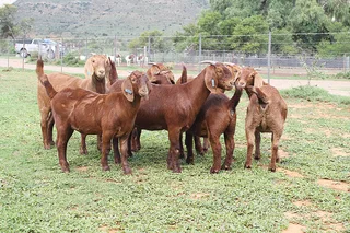 Kalahari goats