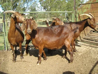 Kalahari goats