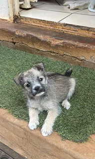 miniature schnauzer crossed with a pomeranian
