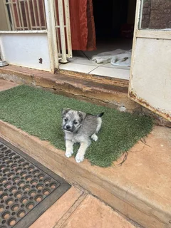 miniature schnauzer crossed with a pomeranian