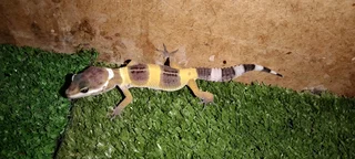 Baby Leopard Geckos