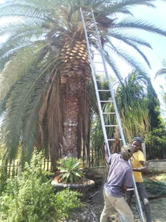 Tree Removal Randburg