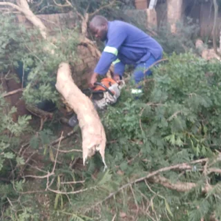 Tree Removal Randburg