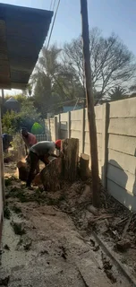 Tree Removal Randburg