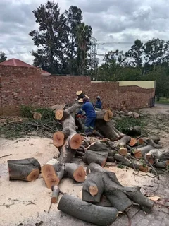 Tree Felling Sandton