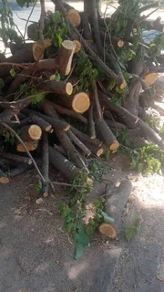 We collect wood from Sites