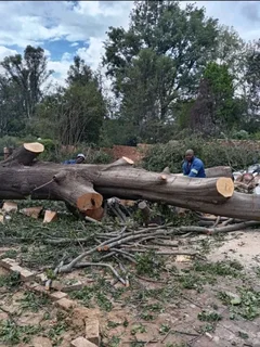 Tree Removal and Tree Felling Johannesburg