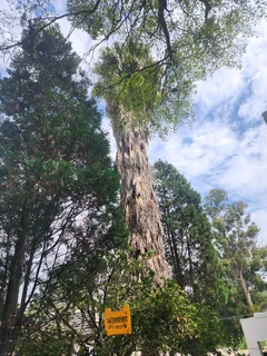 Residential, Commercial,Land Clearing Tree Removal