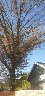 Residential, Commercial,Land Clearing Tree Removal