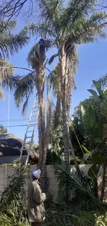 Tree Felling and Tree Removal Randburg