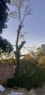 Tree Felling and Tree Removal Randburg