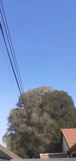 Tree Felling Services and Tree Removal Randburg