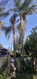 Tree Felling Bryanston