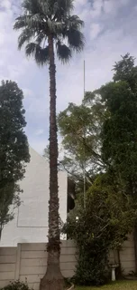 Tree Felling Bryanston