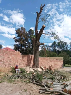 Tree Felling Bryanston