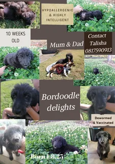 More Than a Puppy - A Furry Genius for Life. Meet Your Bordoodle!