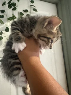 Kittens - Ad posted by Presh