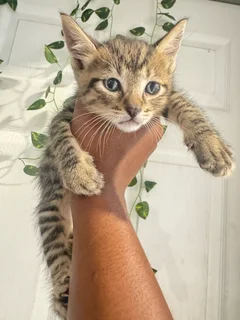 Kittens - Ad posted by Presh