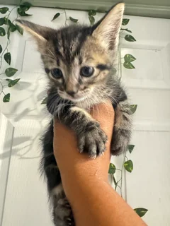 Kittens - Ad posted by Presh