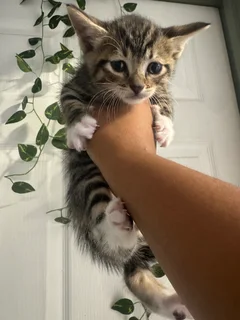 Kittens - Ad posted by Presh