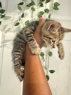 Kittens - Ad posted by Presh