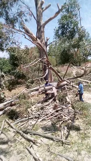 Tree removal contact Wilfred 0606921052